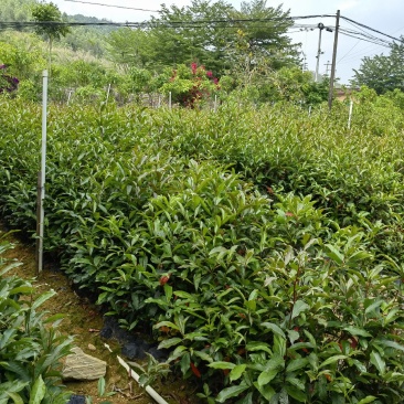 山杜英苗