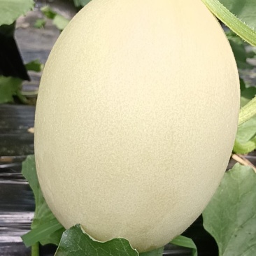 红金蜜