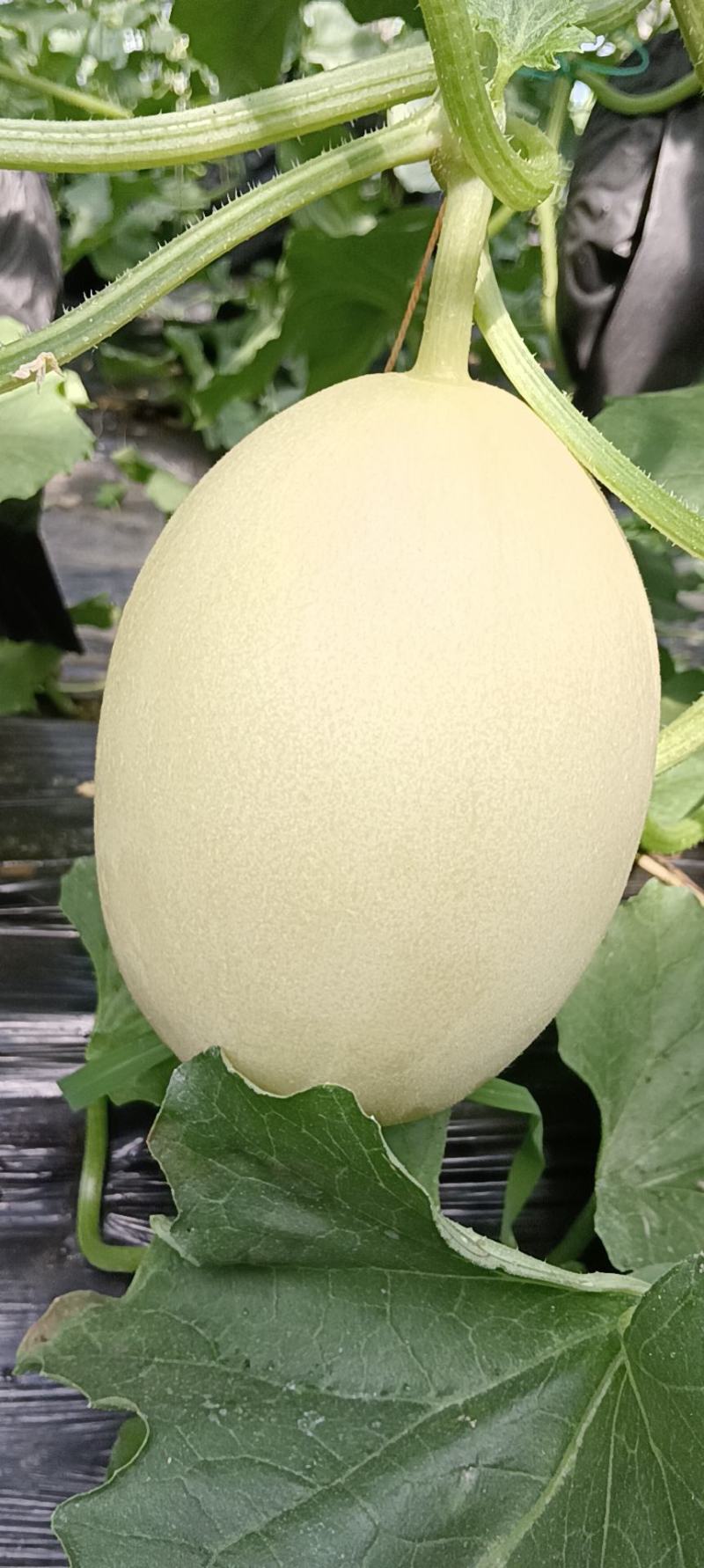 红金蜜