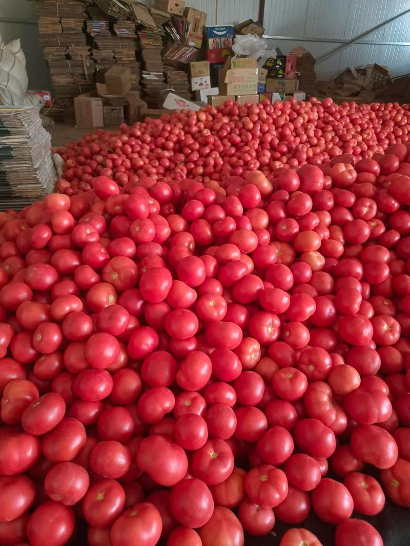 精品西红柿