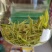 湖南省保靖黄金茶