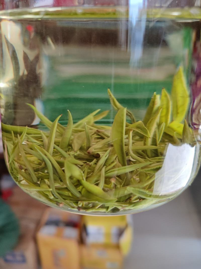 湖南省保靖黄金茶