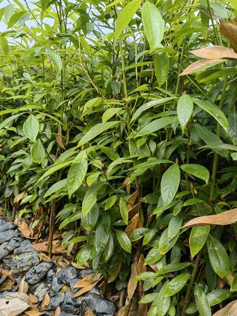 金丝楠木，桢楠木