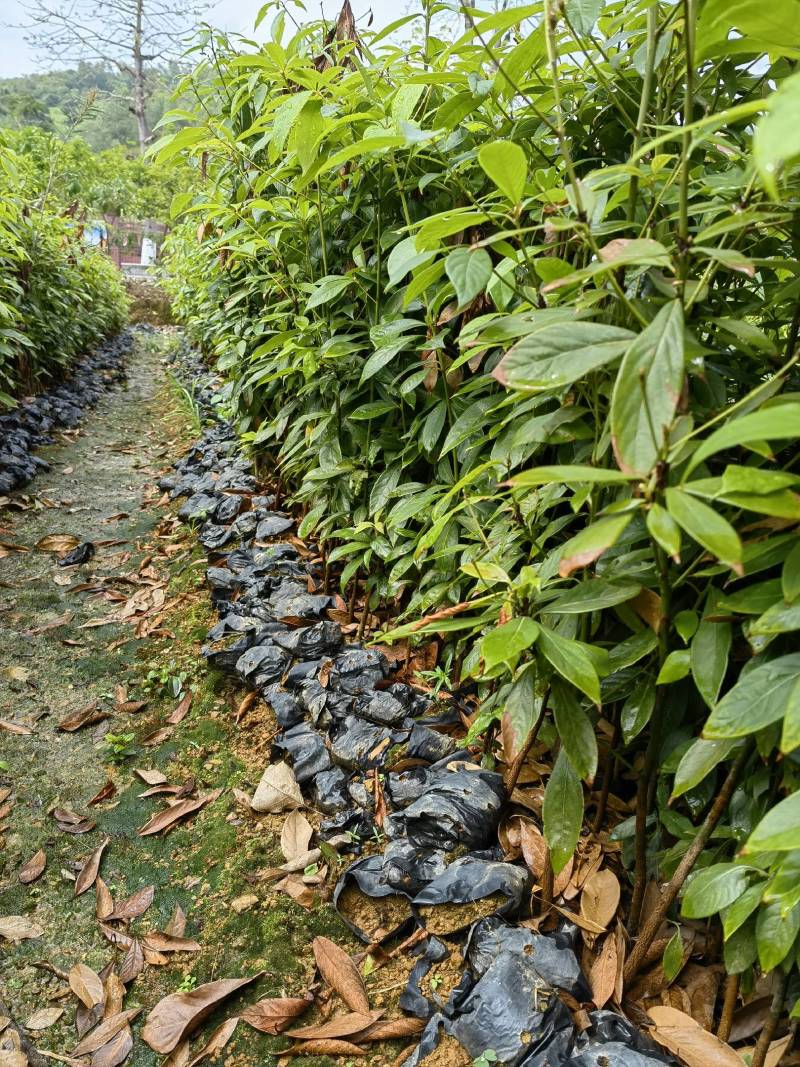金丝楠木，桢楠木
