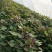 脱毒原种西瓜红，商薯19薯苗量大从优，基地直供