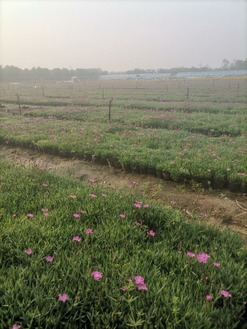 欧石竹，常夏石竹，花海用苗，大量供应欧石竹