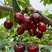 科迪亚樱桃苗，果大，抗裂果，耐运输，吉塞拉矮化