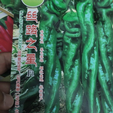 螺丝辣椒种子味辣深绿早熟，耐低温，抗，病。果绿色节间短
