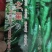 螺丝辣椒种子味辣深绿早熟，耐低温，抗，病。果绿色节间短