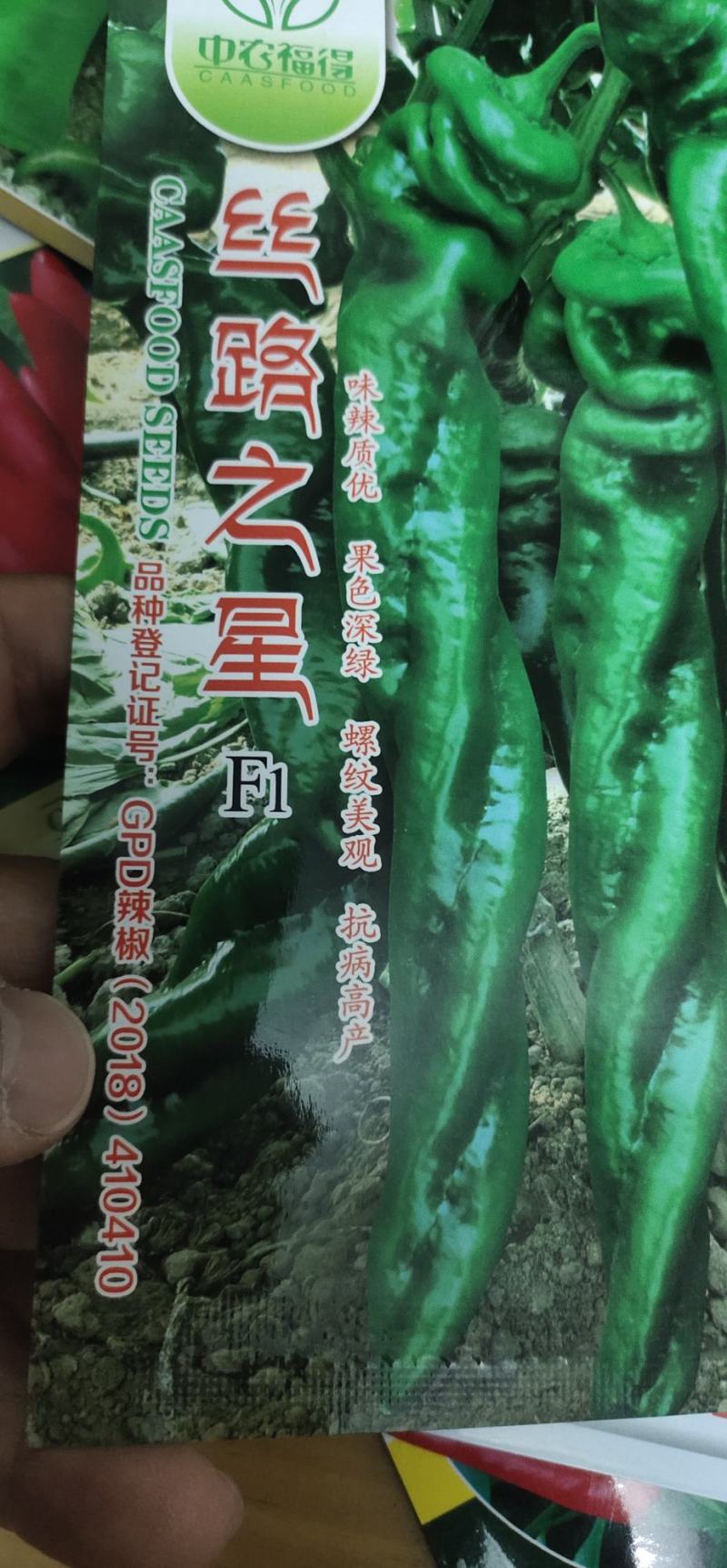 螺丝辣椒种子味辣深绿早熟，耐低温，抗，病。果绿色节间短
