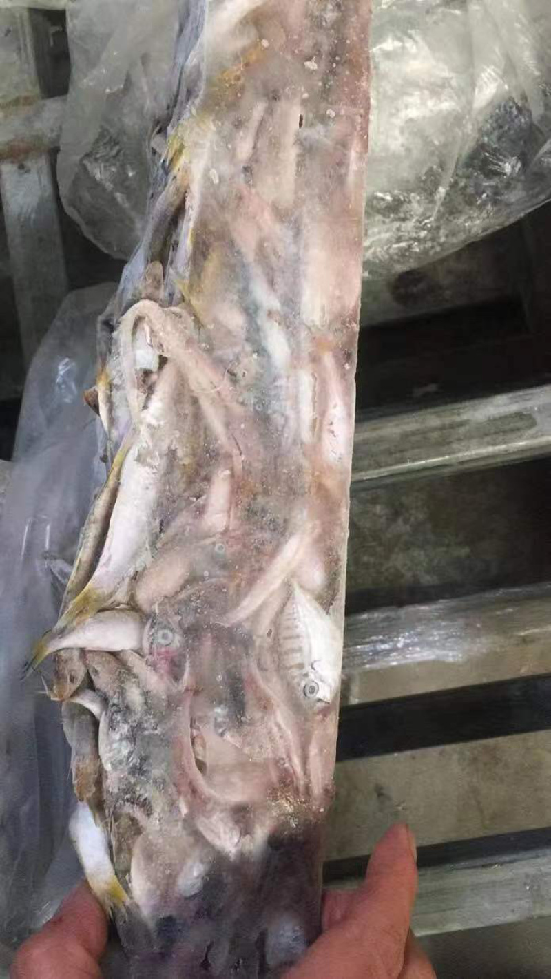 饲料尖鼻鱼杂净重14.5斤毛重20斤喂鱼喂螃蟹鳖都