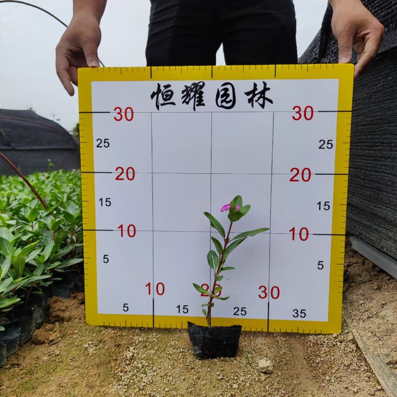 【长春花日日春】各种规格欢迎合作详谈