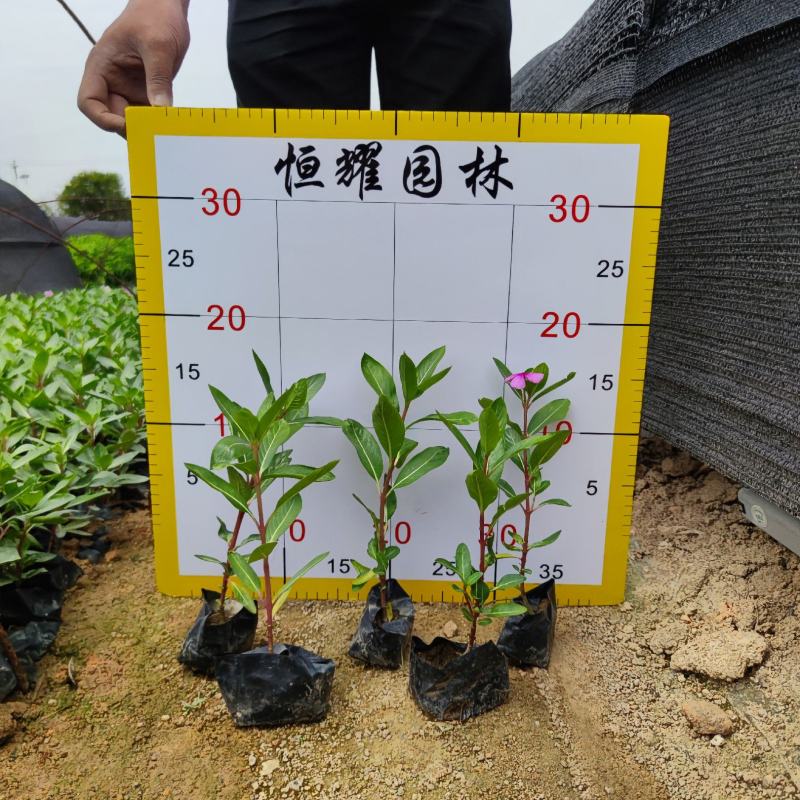 【长春花日日春】各种规格欢迎合作详谈