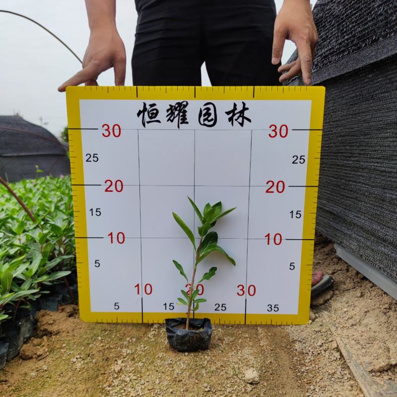 【长春花日日春】各种规格欢迎合作详谈