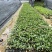 【长春花日日春】各种规格欢迎合作详谈