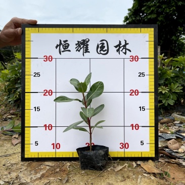 【长春花日日春】各种规格欢迎合作详谈