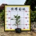 【长春花日日春】各种规格欢迎合作详谈