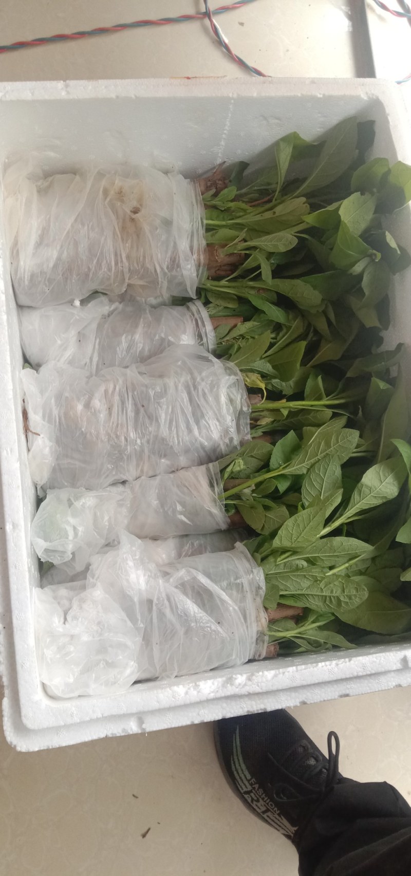 南非叶苗，将军苗，南非叶，南非叶，南非叶苗