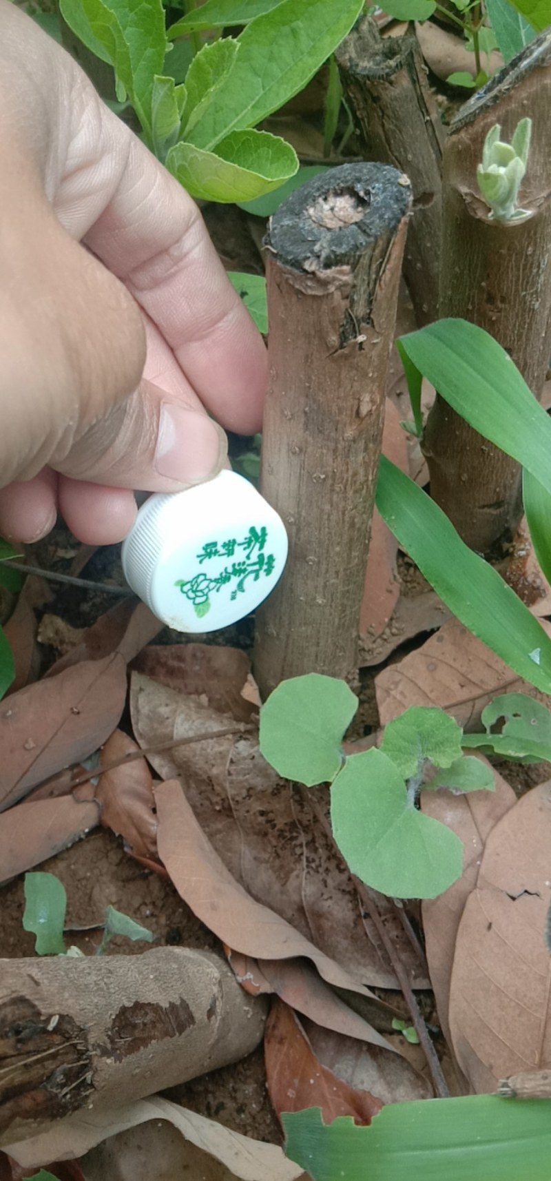 南非叶苗，将军苗，南非叶，南非叶，南非叶苗
