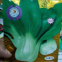 青梗菜种子