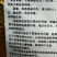 青梗菜种子