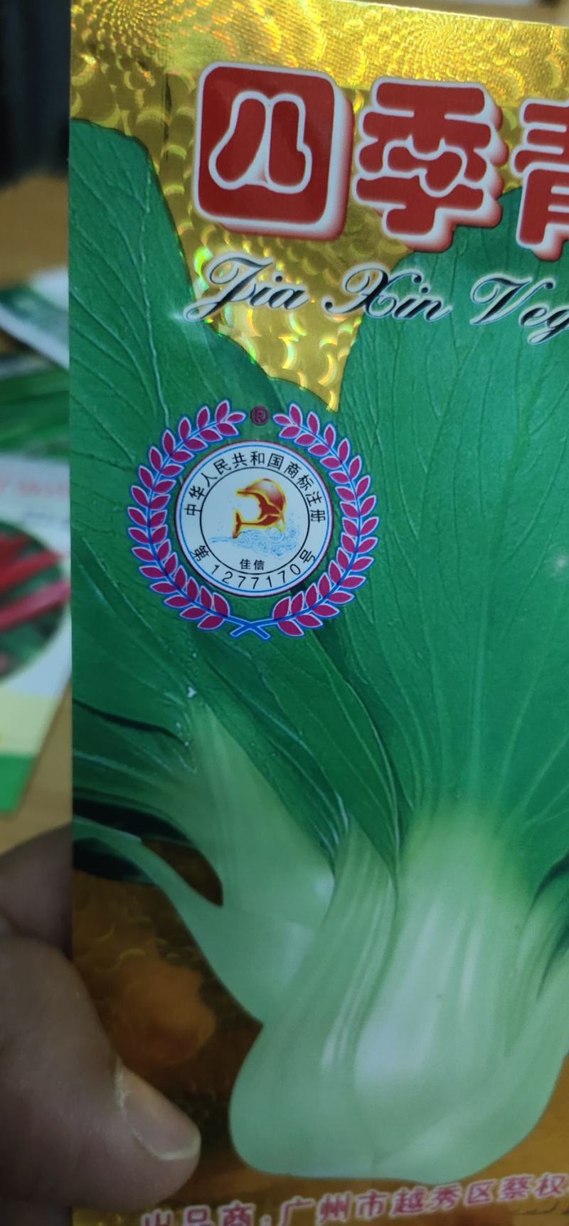 青梗菜种子