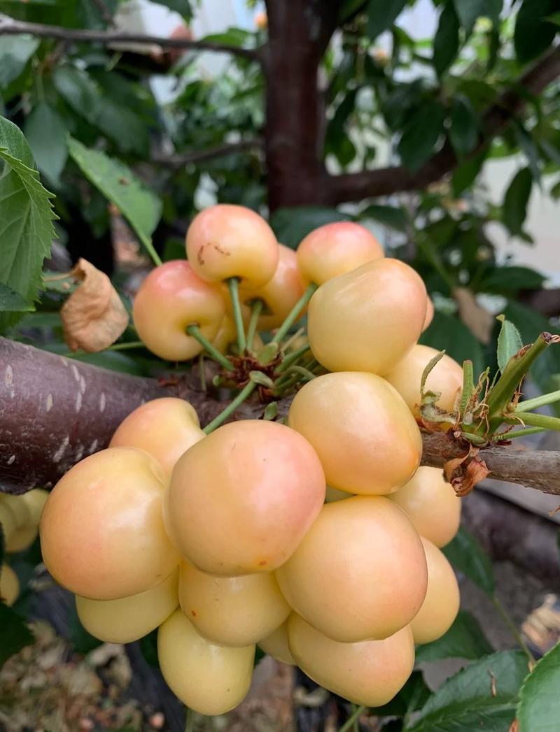 美国大红樱桃苗现挖现发1-4年苗包品种包成活