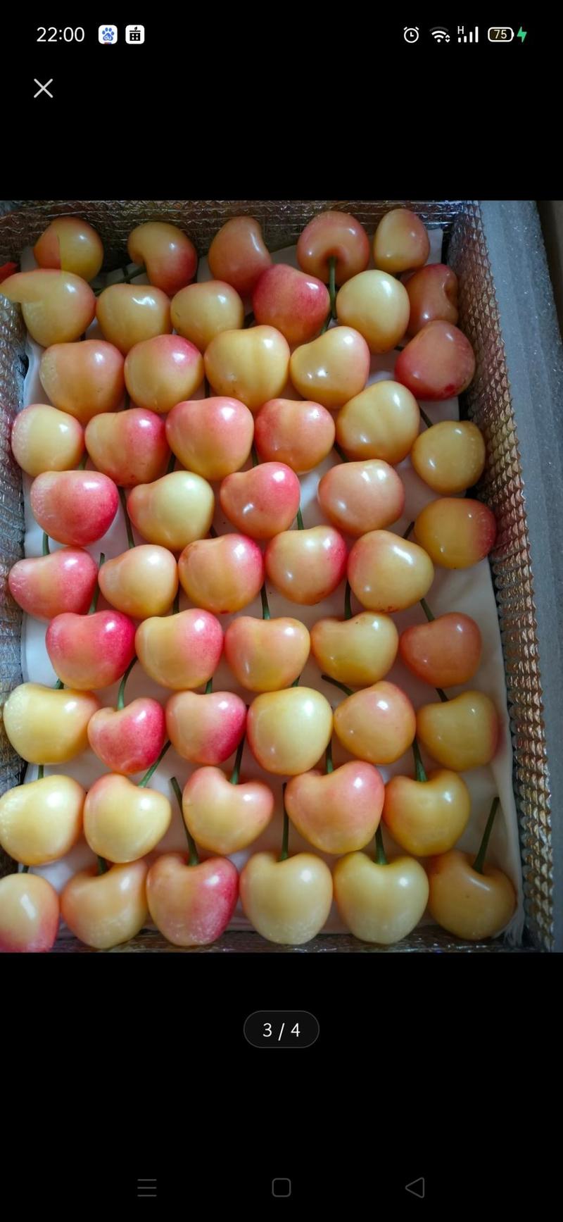 美国大红樱桃苗现挖现发1-4年苗包品种包成活