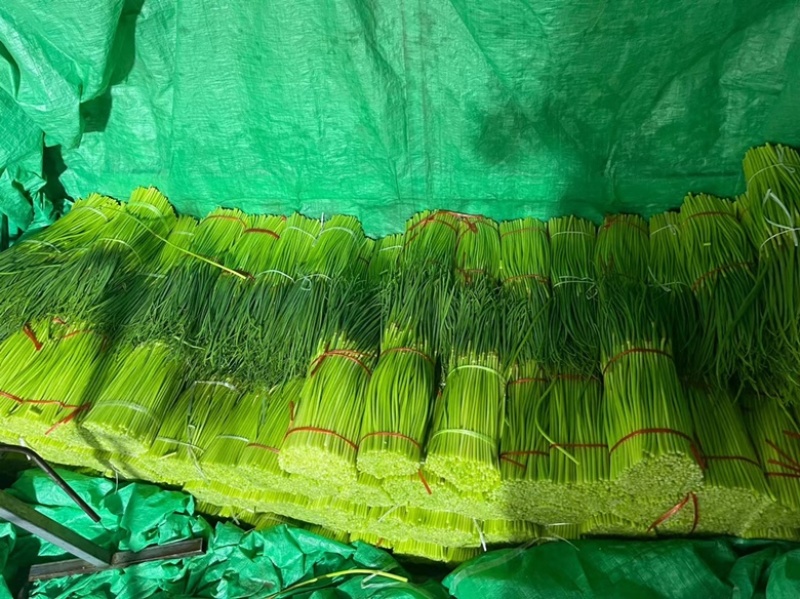 白帽优质蒜薹大量供应产地批发货源充足代发全国