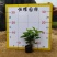 【大花芦莉红花芦莉艳芦莉】各种规格欢迎咨询详谈