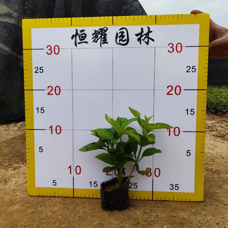 【大花芦莉红花芦莉艳芦莉】各种规格欢迎咨询详谈
