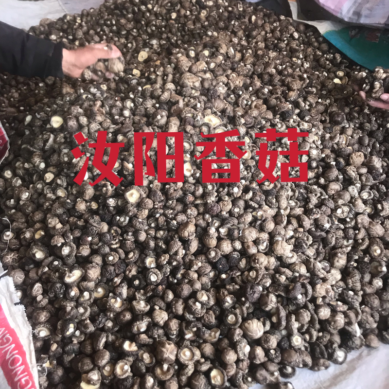 汝阳精选香菇产地一手货源，当季新货过筛大小型号都有