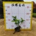 【大花芦莉红花芦莉艳芦莉】各种规格欢迎咨询详谈