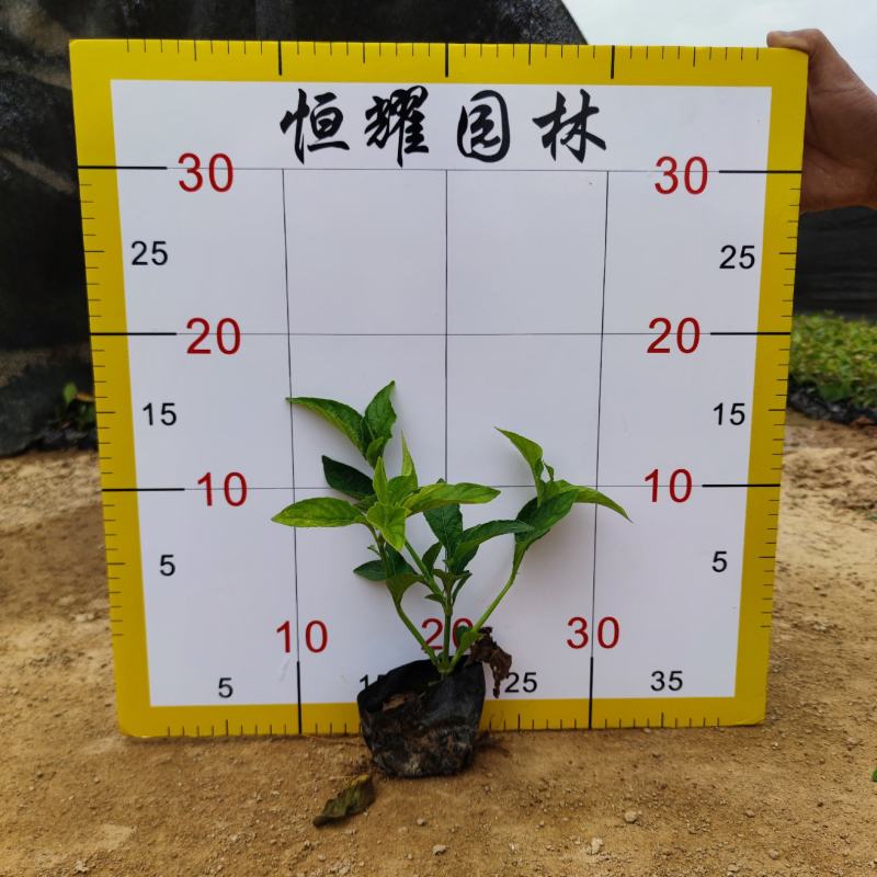 【大花芦莉红花芦莉艳芦莉】各种规格欢迎咨询详谈