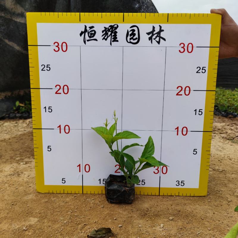 【大花芦莉红花芦莉艳芦莉】各种规格欢迎咨询详谈