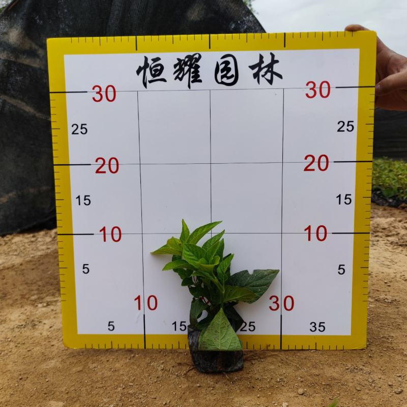 【大花芦莉红花芦莉艳芦莉】各种规格欢迎咨询详谈
