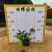 【大花芦莉红花芦莉艳芦莉】各种规格欢迎咨询详谈