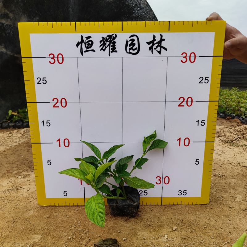 【大花芦莉红花芦莉艳芦莉】各种规格欢迎咨询详谈