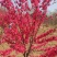 菊花桃价格菊花桃基地菊花桃哪里便宜