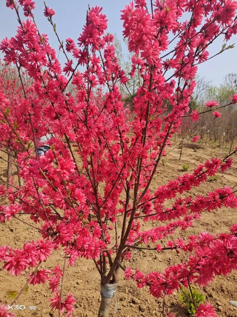 菊花桃价格菊花桃基地菊花桃哪里便宜