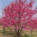 菊花桃价格菊花桃基地菊花桃哪里便宜
