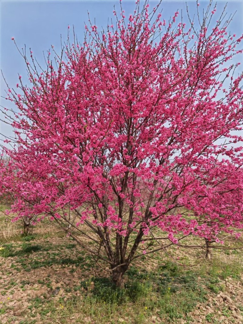 菊花桃价格菊花桃基地菊花桃哪里便宜