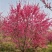 菊花桃价格菊花桃基地菊花桃哪里便宜