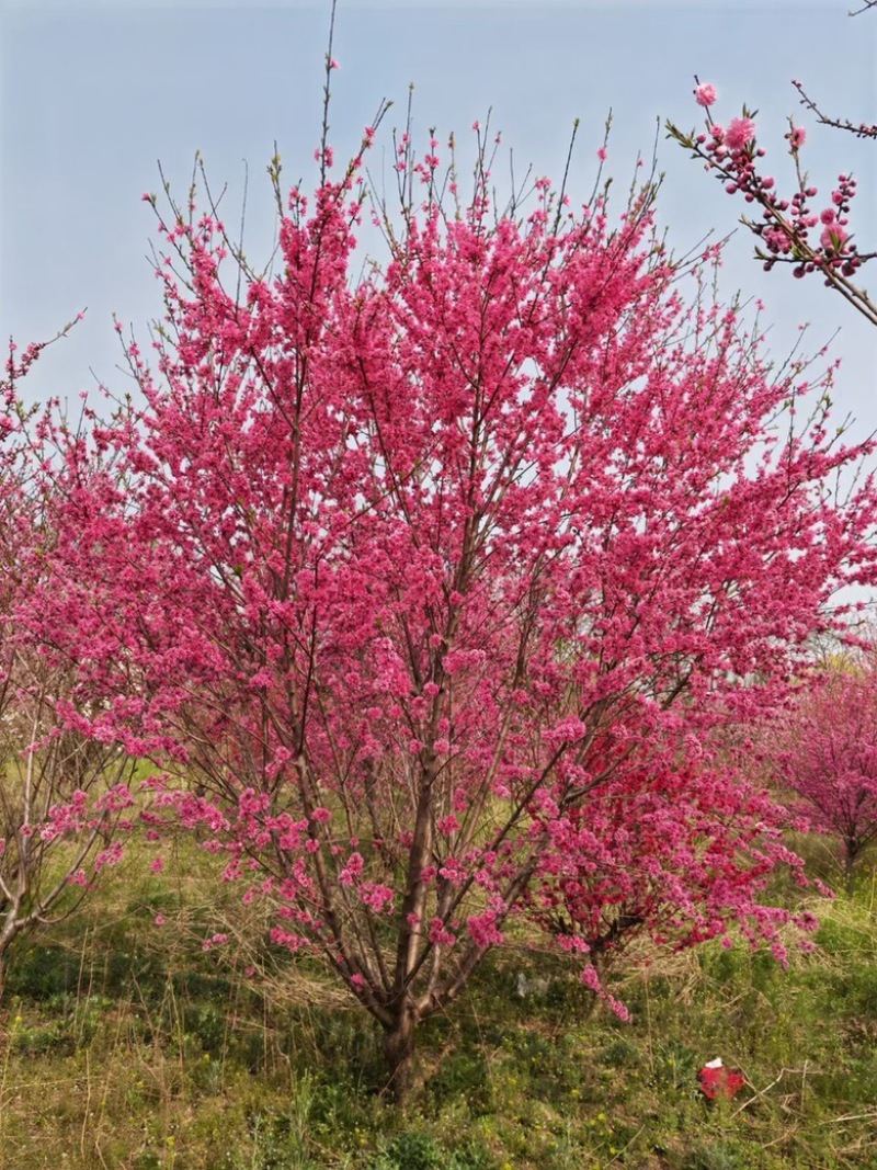 菊花桃价格菊花桃基地菊花桃哪里便宜