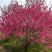 菊花桃价格菊花桃基地菊花桃哪里便宜