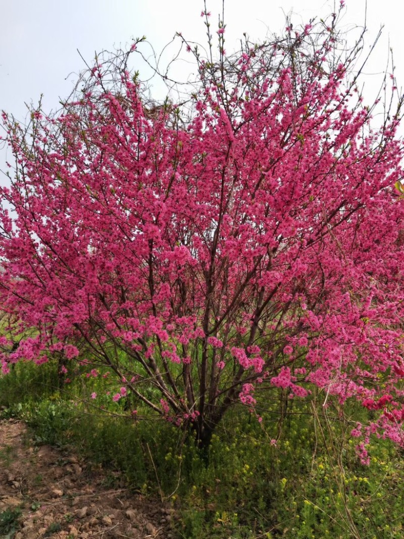 菊花桃价格菊花桃基地菊花桃哪里便宜