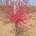 菊花桃价格菊花桃基地菊花桃哪里便宜