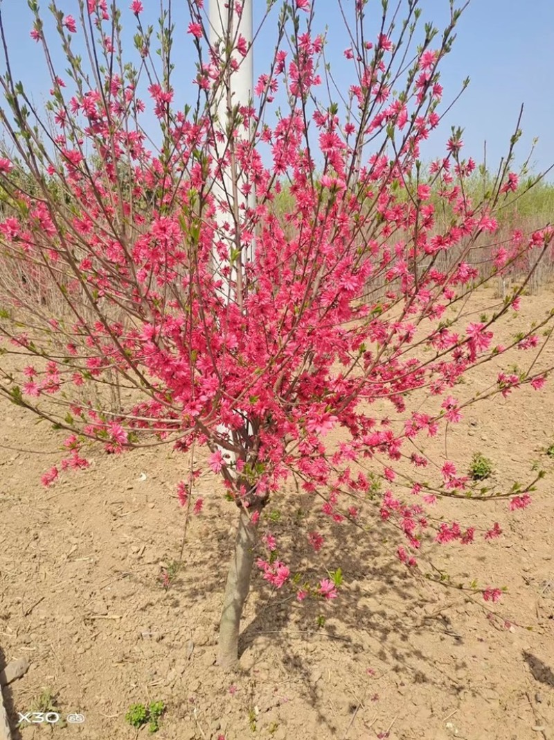 菊花桃价格菊花桃基地菊花桃哪里便宜