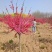 菊花桃价格菊花桃基地菊花桃哪里便宜