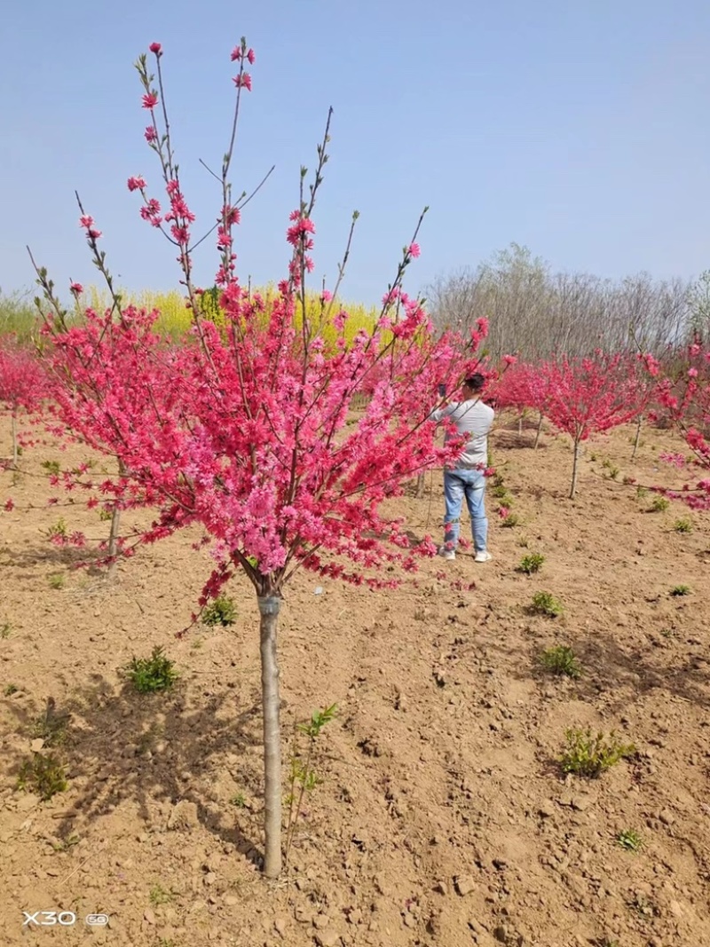 菊花桃价格菊花桃基地菊花桃哪里便宜